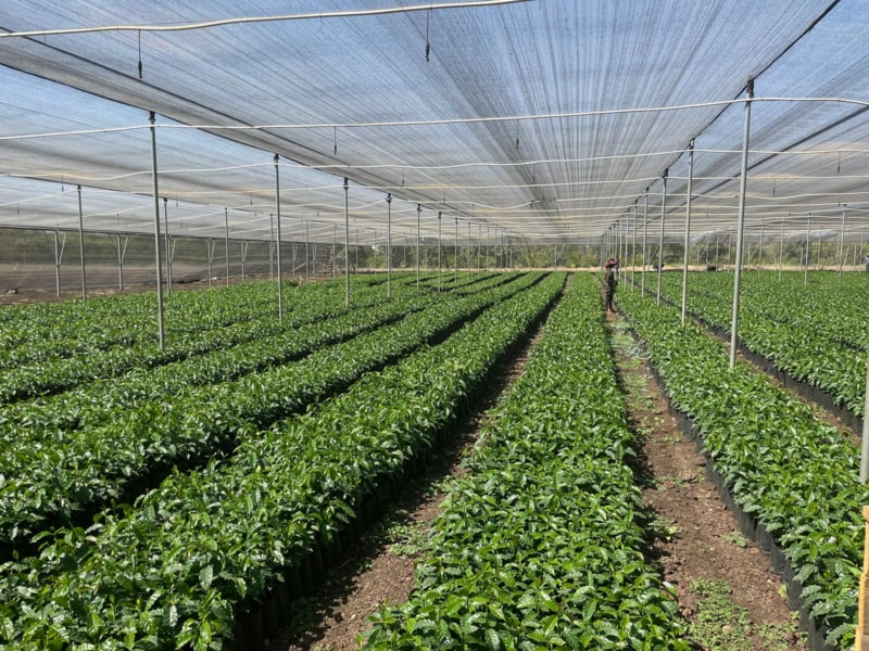 מערכת השקיה מתקדמת לאוכמניות