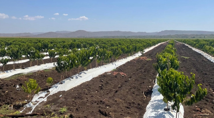 שיפור תנובת מטע קפה באתיופיה