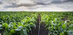 בחירת מוצרי ההשקיה המתאימים