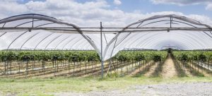 שאלות ותשובות על טפטפות