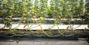 השקיה בטפטוף לחממה