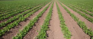 מערכת השקיה בטפטוף טמון לגידולי שורה ומטעים