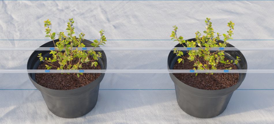 מרווח טפטפות מותאם למיקום הגידול