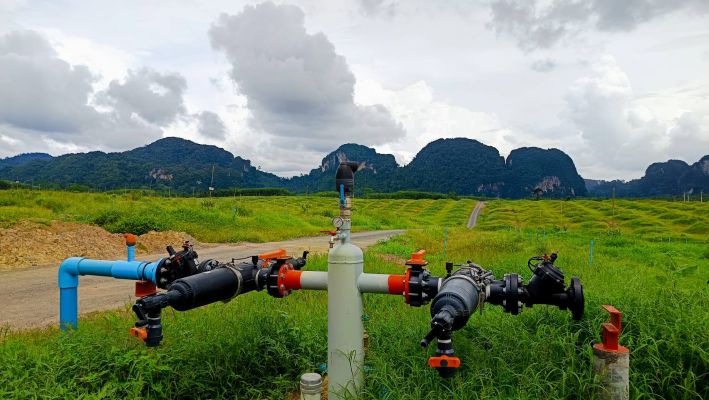 השקיית דוריאן מיטבית בתאילנד