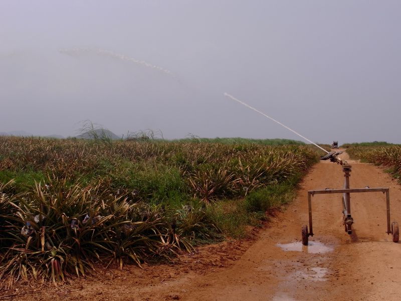 חידוש מערכת המטרה במטע בננות בפיליפינים