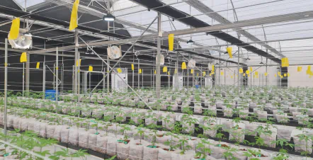 השקיה מדויקת לקנאביס רפואי