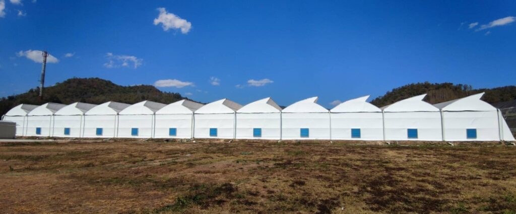 הסבת אתר גידול פלפל שחור למתקן ייצור קנאביס רפואי בתאילנד