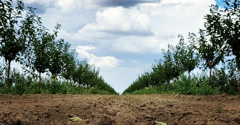 השקיה מדויקת למטע דובדבנים צעיר