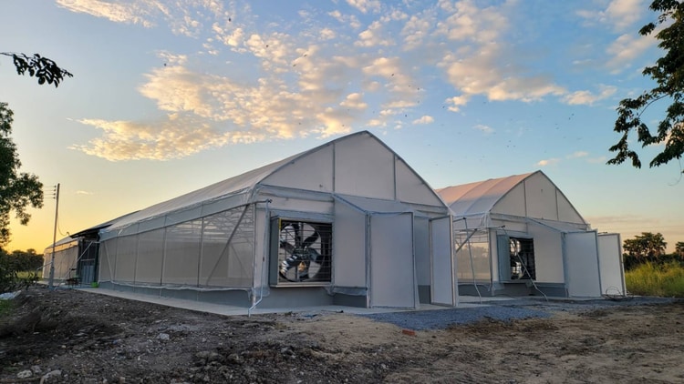 גידול פרחים אורגני בחממה אוניברסיטאית