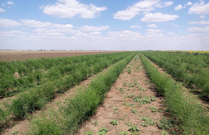 הבטחת יבול אספרגוס אמין